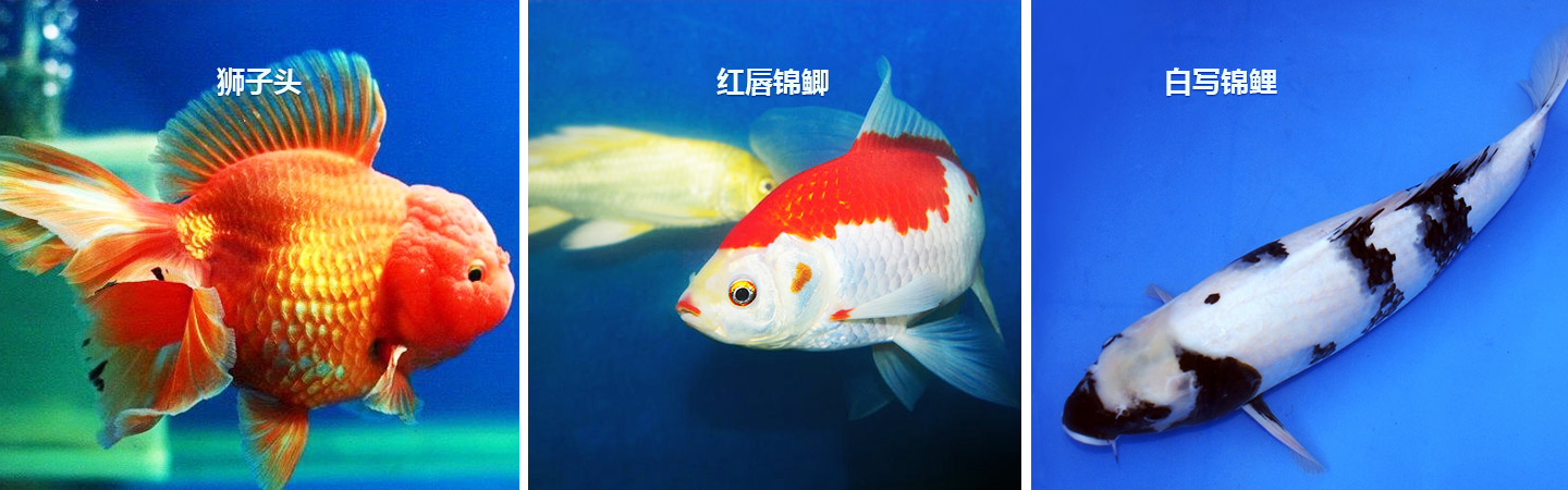 長(zhǎng)沙市觀(guān)賞魚(yú)養(yǎng)殖|長(zhǎng)沙錦鯉養(yǎng)殖|長(zhǎng)沙市望城區(qū)紅日觀(guān)賞魚(yú)養(yǎng)殖基地