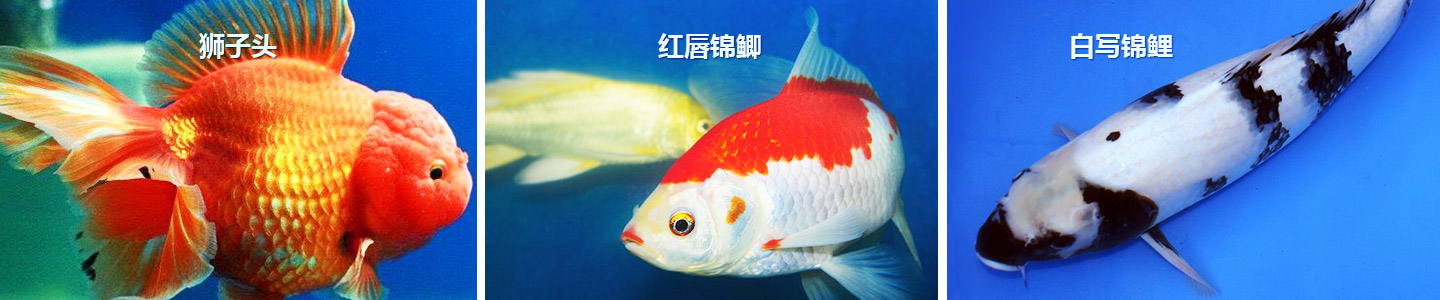 長沙市觀賞魚養(yǎng)殖|長沙錦鯉養(yǎng)殖|長沙市望城區(qū)紅日觀賞魚養(yǎng)殖基地