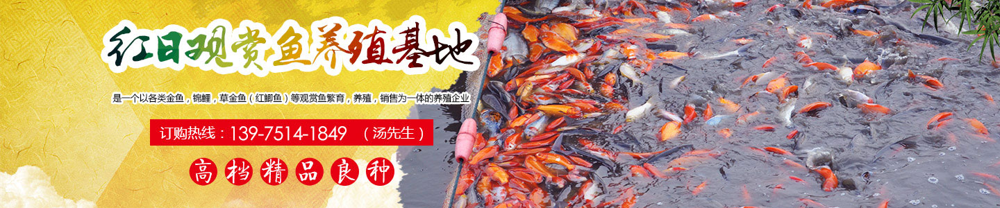 長沙市觀賞魚養(yǎng)殖|長沙錦鯉養(yǎng)殖|長沙市望城區(qū)紅日觀賞魚養(yǎng)殖基地